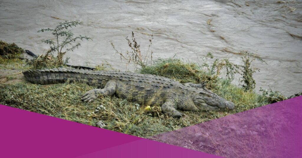Crocodile Attack Kills Woman in Indonesia, Body Parts Found After Animal Captured
