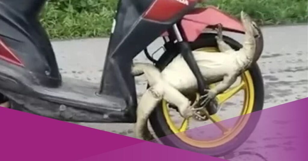 Viral Video: Monitor Lizard Gets Stuck in Motorbike Wheel in Sumatra, Indonesia