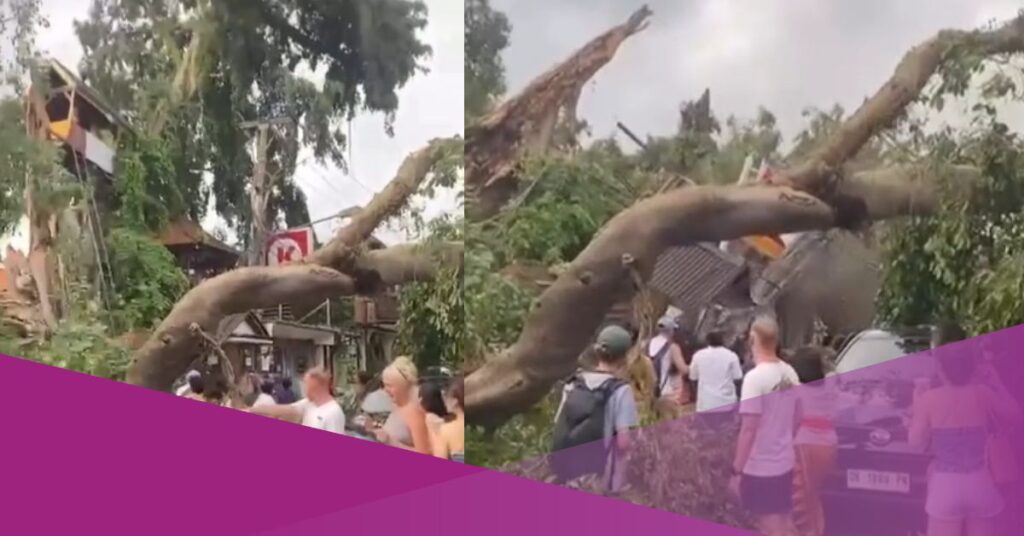 Tree Falls in Ubud