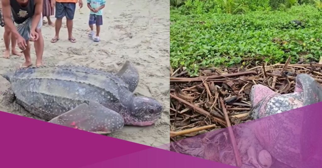 Video Shows Turtle Rescue in Indonesia, Educating the Public on Consumption Risks