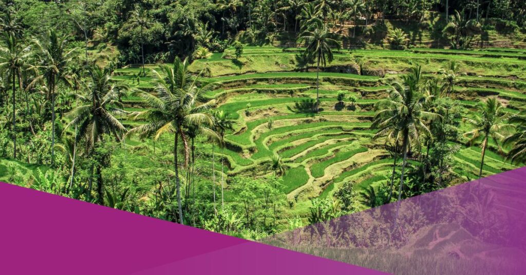 Illegal Rice Field Conversion