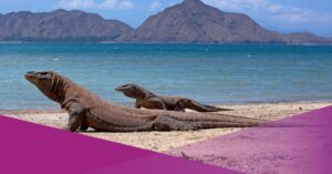 Komodo National Park Ranked Second Most Beautiful Place in the World by Time Out 2026