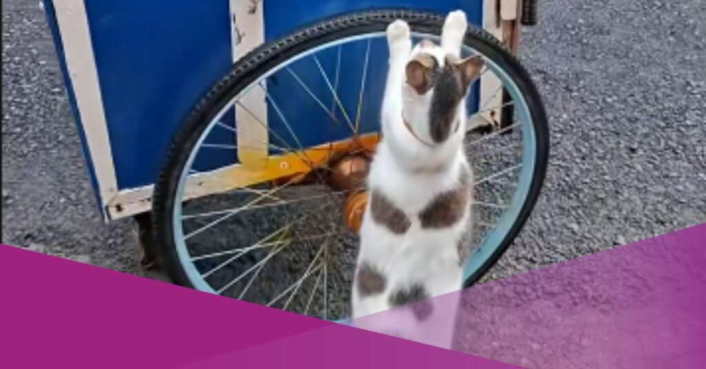 viral cat video