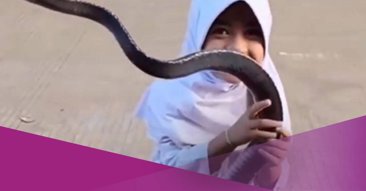 Video Shows Indonesian School Girl Carrying Pet Snake in Her School Bag