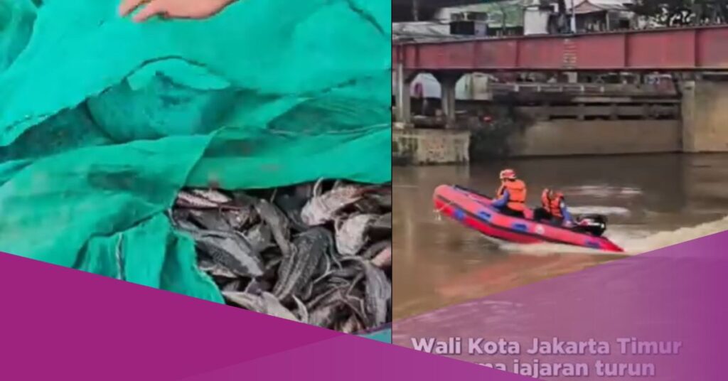 Jakarta Intensifies Removal of Invasive Janitor Fish from Rivers: MUI Questions Burial Practice