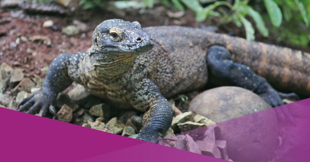 Police Uncover Komodo Dragon Smuggling Network from NTT to Thailand, Using PVC Pipes for Transport