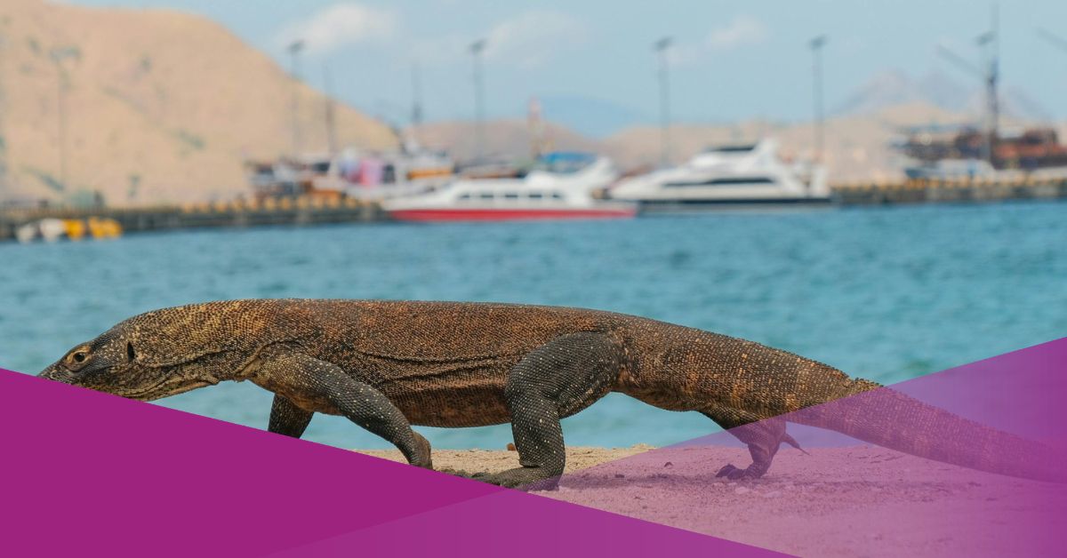 Indonesia to Loan Komodo to Japan as Part of Bilateral Breeding Programme