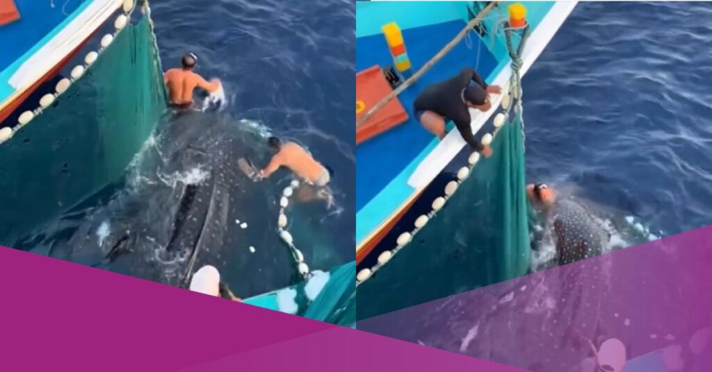 Indonesian Fishermen Rescue Whale Shark