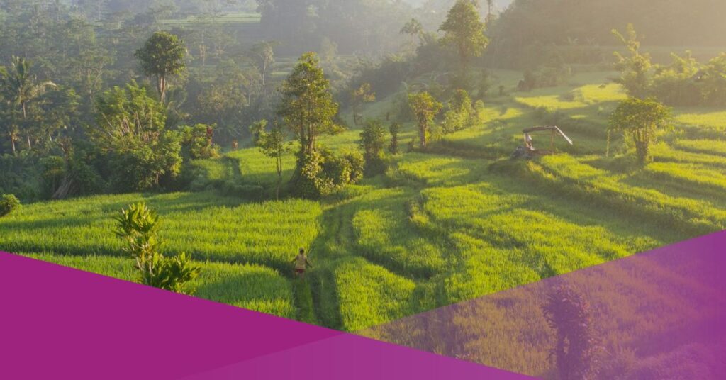 sidemen rice terrace