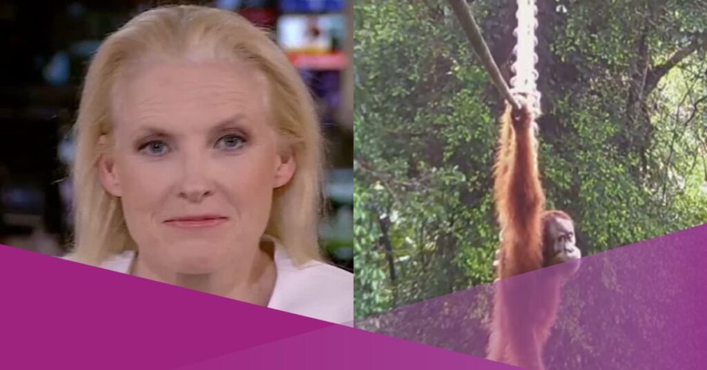 Sumatran Orangutan Uses Suspension Bridge for the First Time in Conservation Milestone