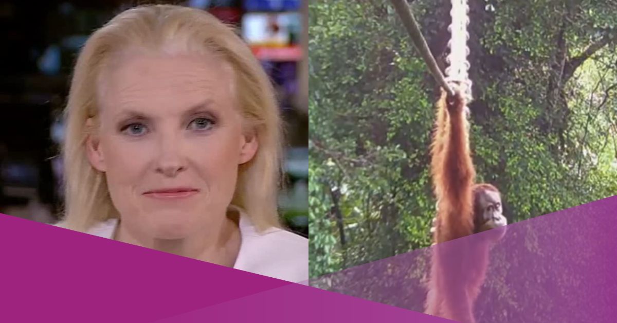 Sumatran Orangutan Uses Suspension Bridge for the First Time in Conservation Milestone