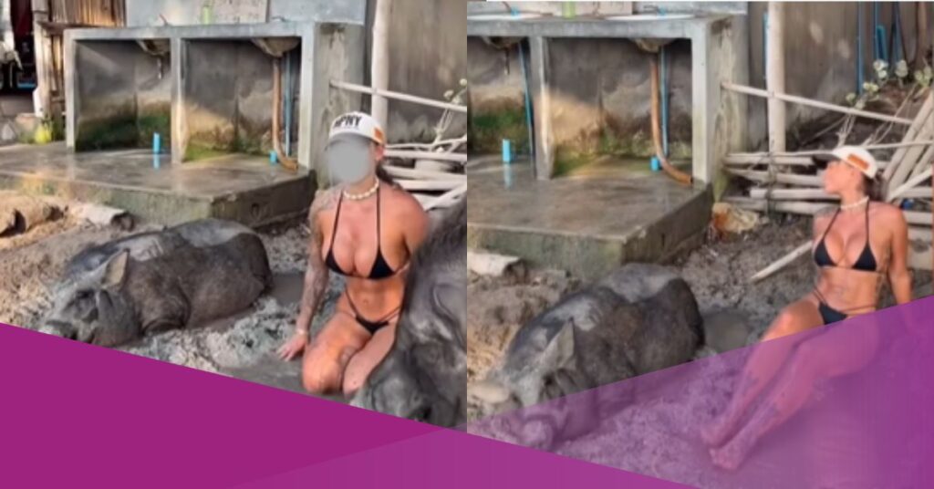 foreigner bathing with pigs bali