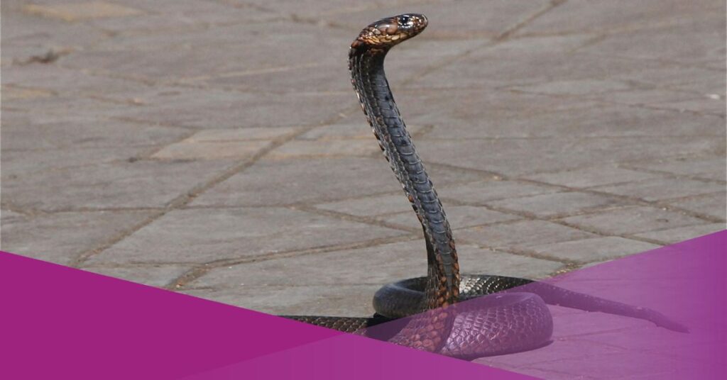 Video Shows Indonesian Throw Snakes During Protest