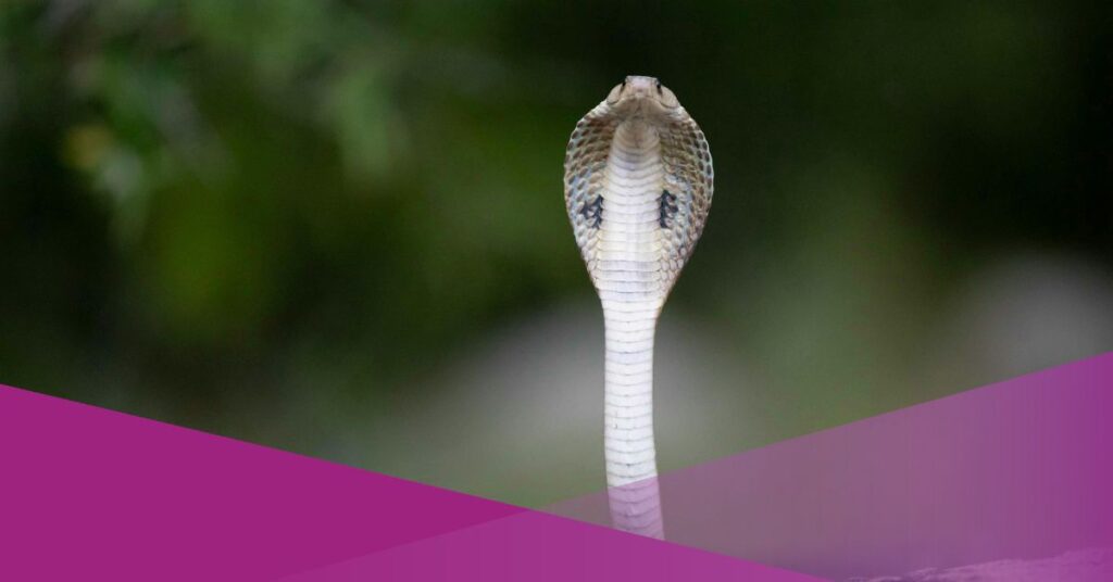 Video Shows Four-Metre King Cobra Being Evacuated from Office Building Toilet in Indonesia