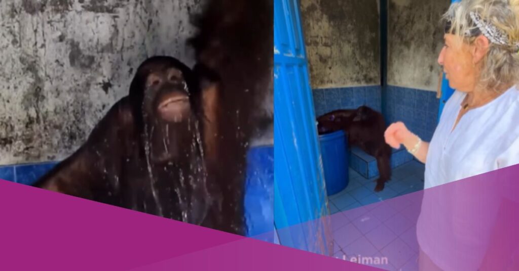 Video Shows Orangutan Imitating Human Behaviour in Indonesia Facility