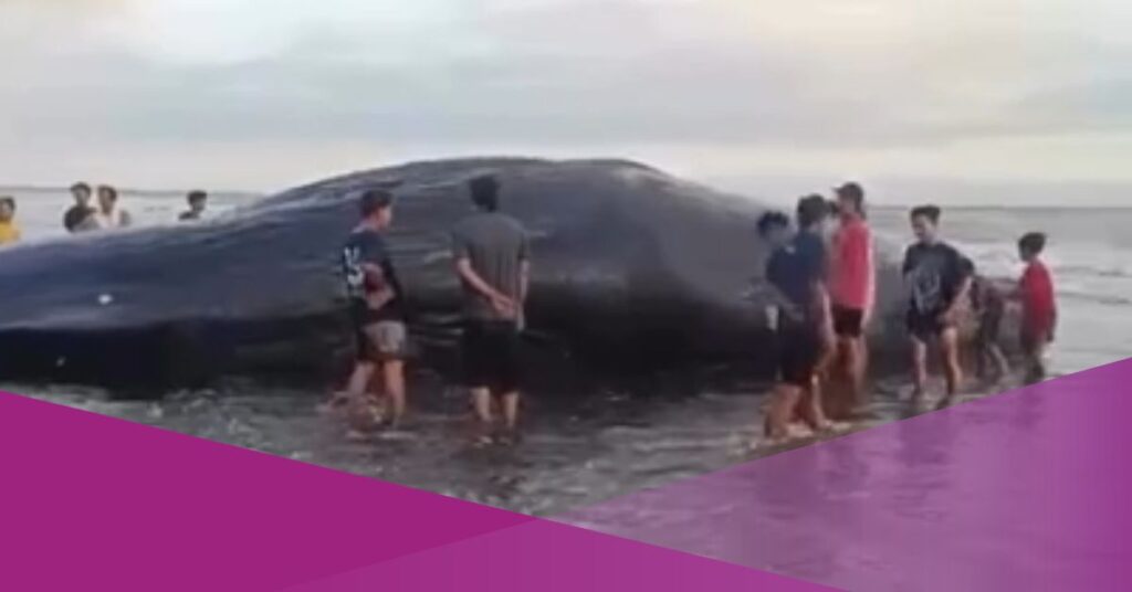 Sperm Whale Found Dead Bali Beach