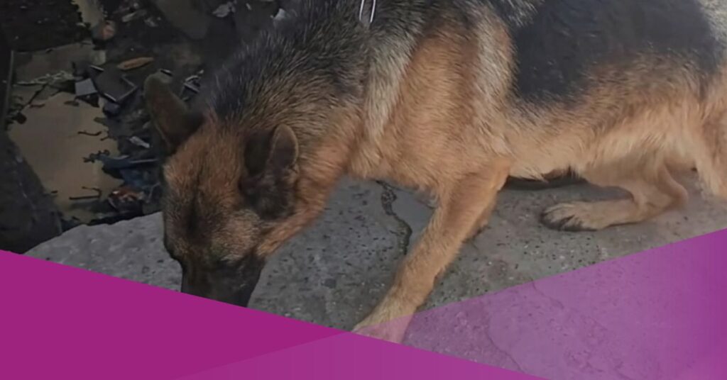 German Shepherd Protects Lost Toddler Found Wandering on Busy Bali Highway
