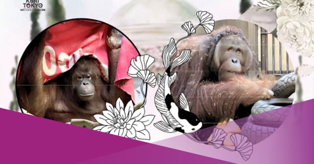 Bornean OrangutansBornean Orangutans
