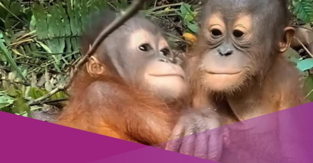 Young Orangutans