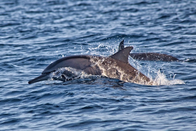 dolphin watching lovina beach bali