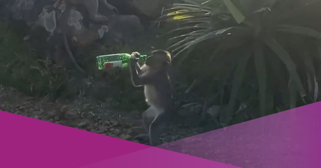Video Shows Monkeys Holding Beer Bottles on Lombok Beach, Sparks Debate Online