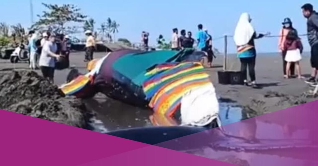 Stranded Humpback Whale Dies