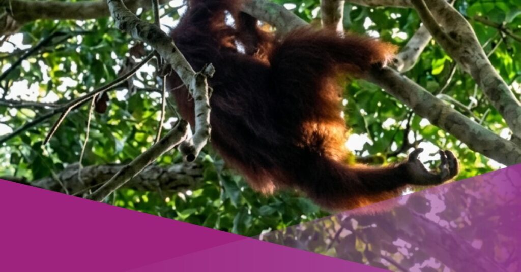 Forest Fires Spread Across Kalimantan, Indonesia, Raising Concern Over Orangutan Habitat