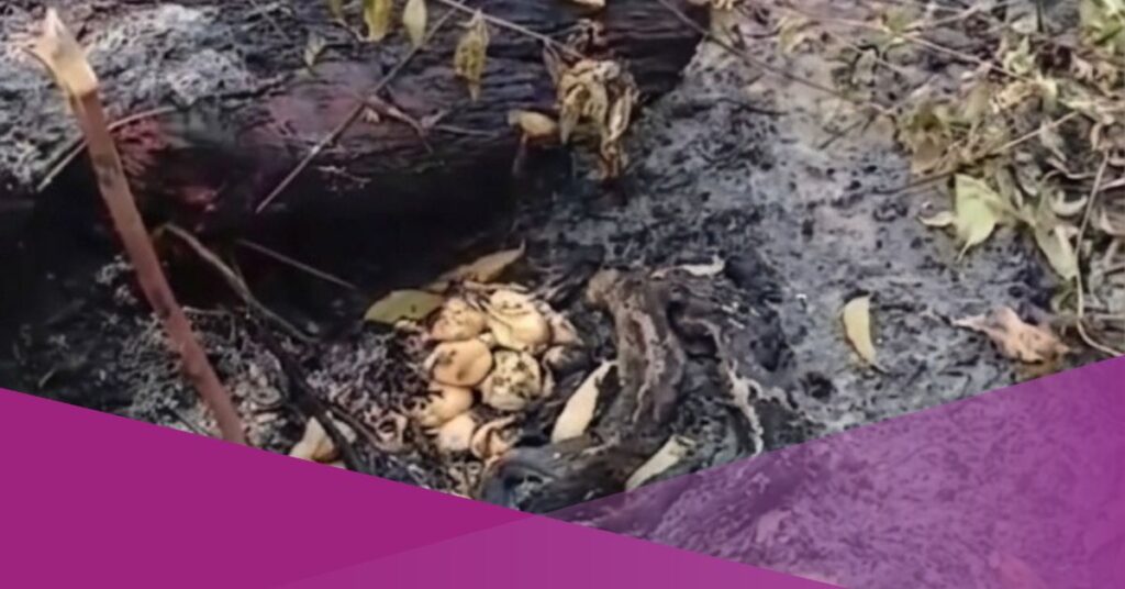 Video Shows Snake Found Burned to Death While Protecting Eggs During Forest Fires in Kalimantan, Indonesia
