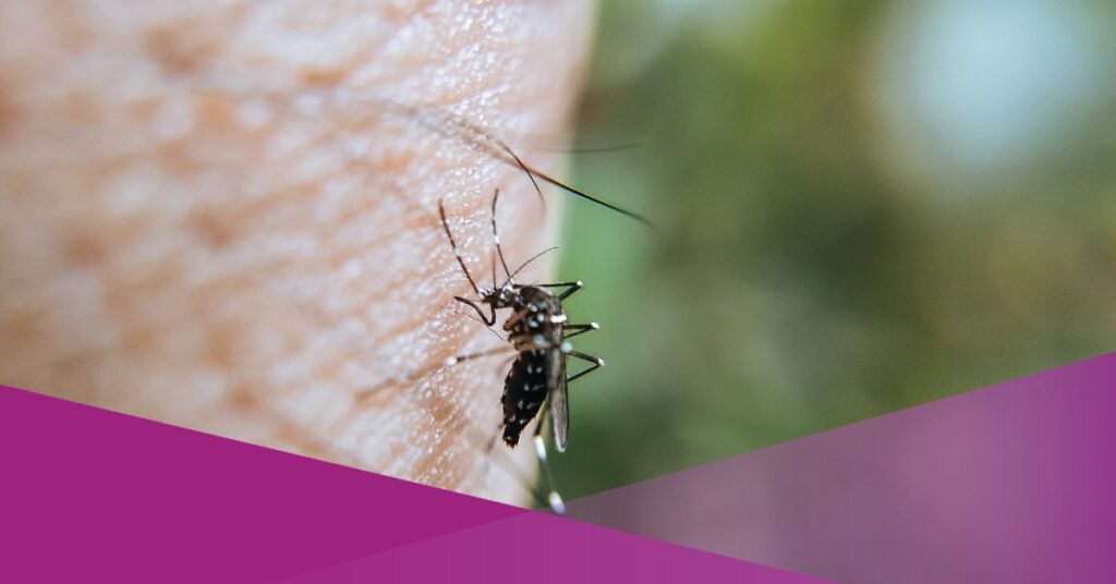 Dengue Fever in Bali: A Complete Guide to Avoiding Dengue in Bali