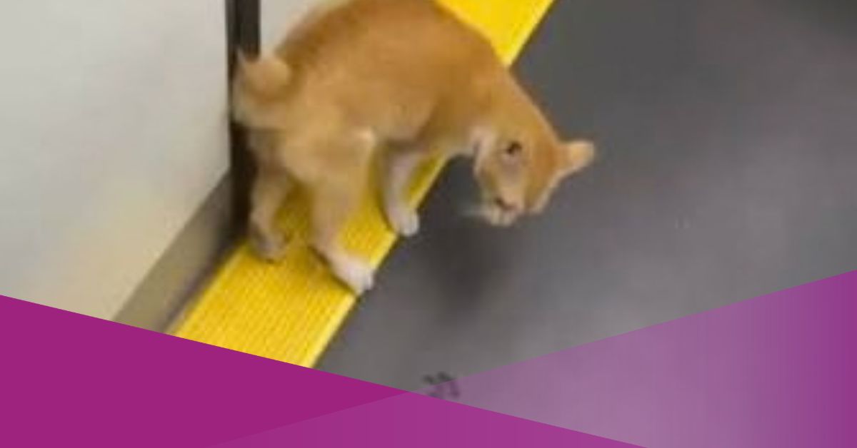 Viral Video Shows Orange Cat’s Tail Trapped in KRL Train Door in Indonesia
