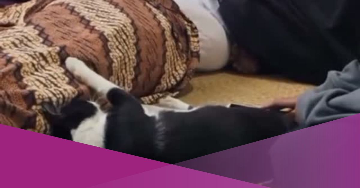 Indonesian Cat Refuses to Leave Deceased Owner’s Side in Viral Video