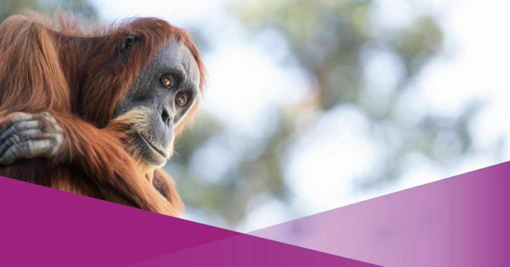 Sempurna orang utan died because forest fire kalimantan indonesia