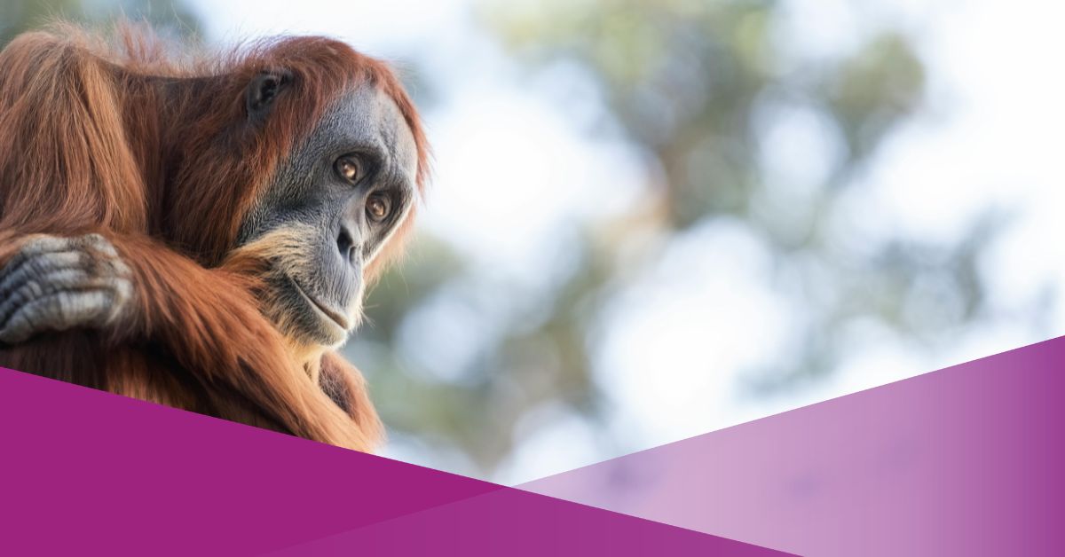 Sempurna orang utan died because forest fire kalimantan indonesia