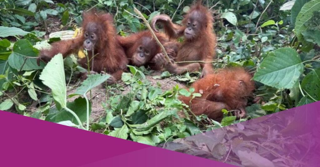 Five Orangutan Infants Found in India May Have Come from Sumatra, Indonesia Seeks Their Return