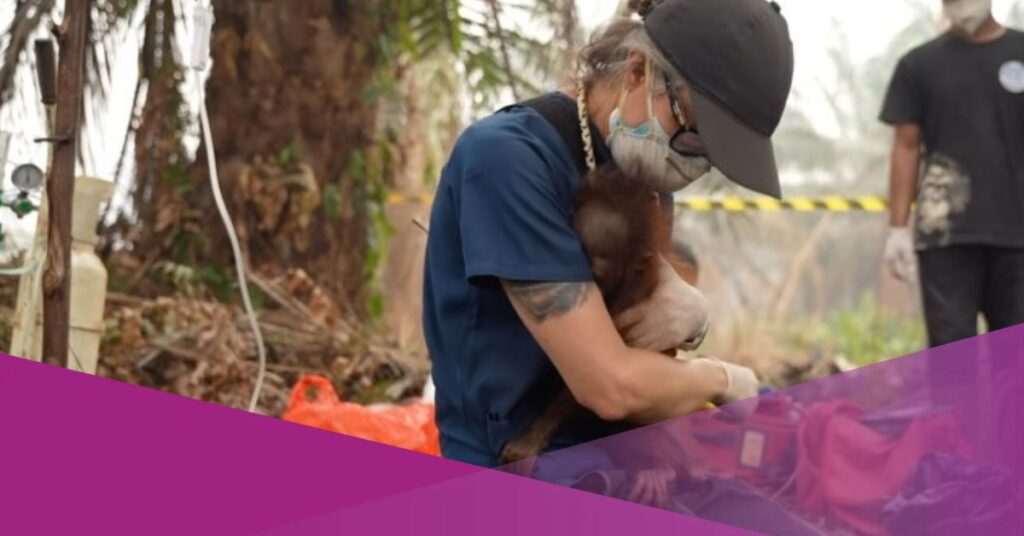 Viral Video Shows Baby Orangutan Seeking Comfort After Being Rescued from a Forest Fire in Kalimantan