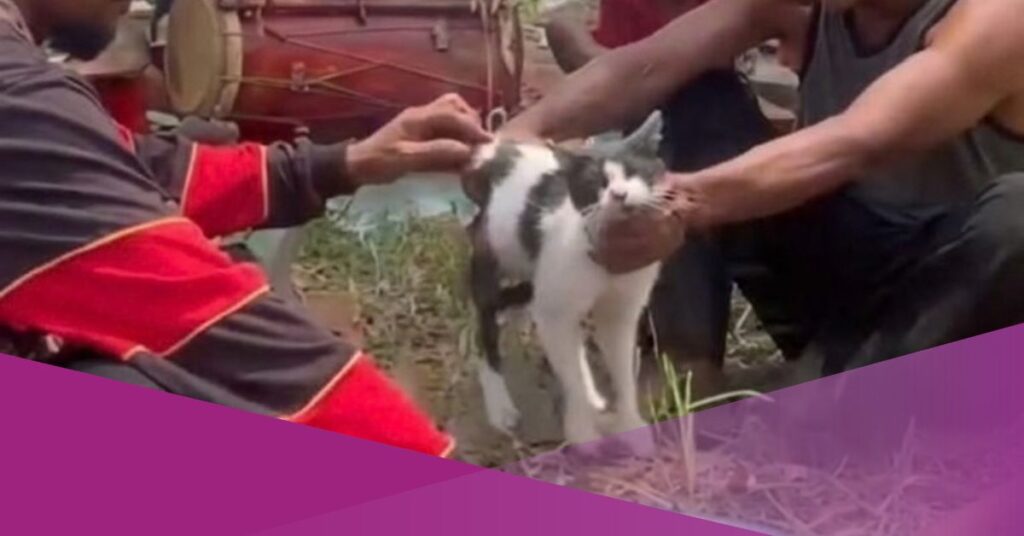 Cat-Bathing Ritual
