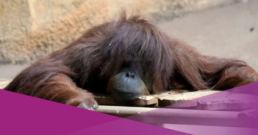 Two orangutan carcasses were reportedly found floating in the Kumai River in Central Kalimantan on 10 October